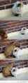 /album/awesome-pictures/cold-kitty-and-puppy-jpg/